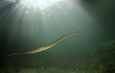 Fotogalereya: Tavakkalchi yigit 8 metrli anakondani yaqindan suratga olish uchun Amazonka daryosiga chomdi