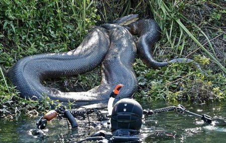 Fotogalereya: Tavakkalchi yigit 8 metrli anakondani yaqindan suratga olish uchun Amazonka daryosiga chomdi