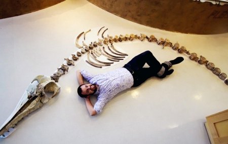 AQShda ulkan yirtqich delfinning skeleti topildi